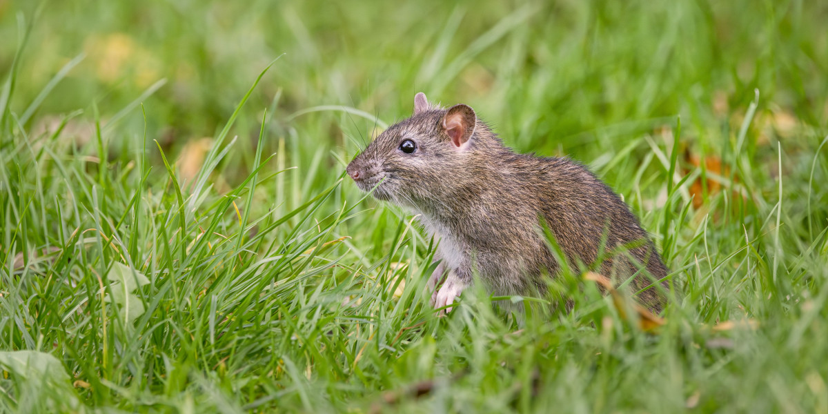 Protecting Homes and Workplaces Through Responsible Rodent Management