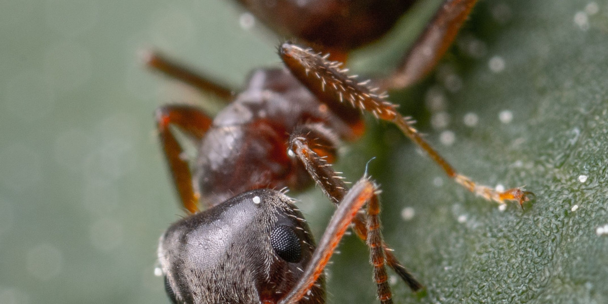 How to Prepare Your Property for a Professional Ant Treatment